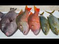 Snapper, Triggerfish, Yellow Jack! Catch Clean Cook (Florida Keys Deep Sea Fishing)