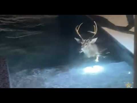 Deer Wanders Into Florida Home, Takes Quick Dip In Pool Before Fleeing