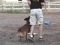 Police Dog Training Video -  K9 dog training