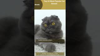 Scottish Fold Cats one of Most Popular Cat Breeds