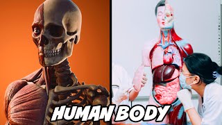 Human Body Facts... INTERESTING