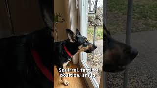 The ultimate backyard stakeout 🐿️👀