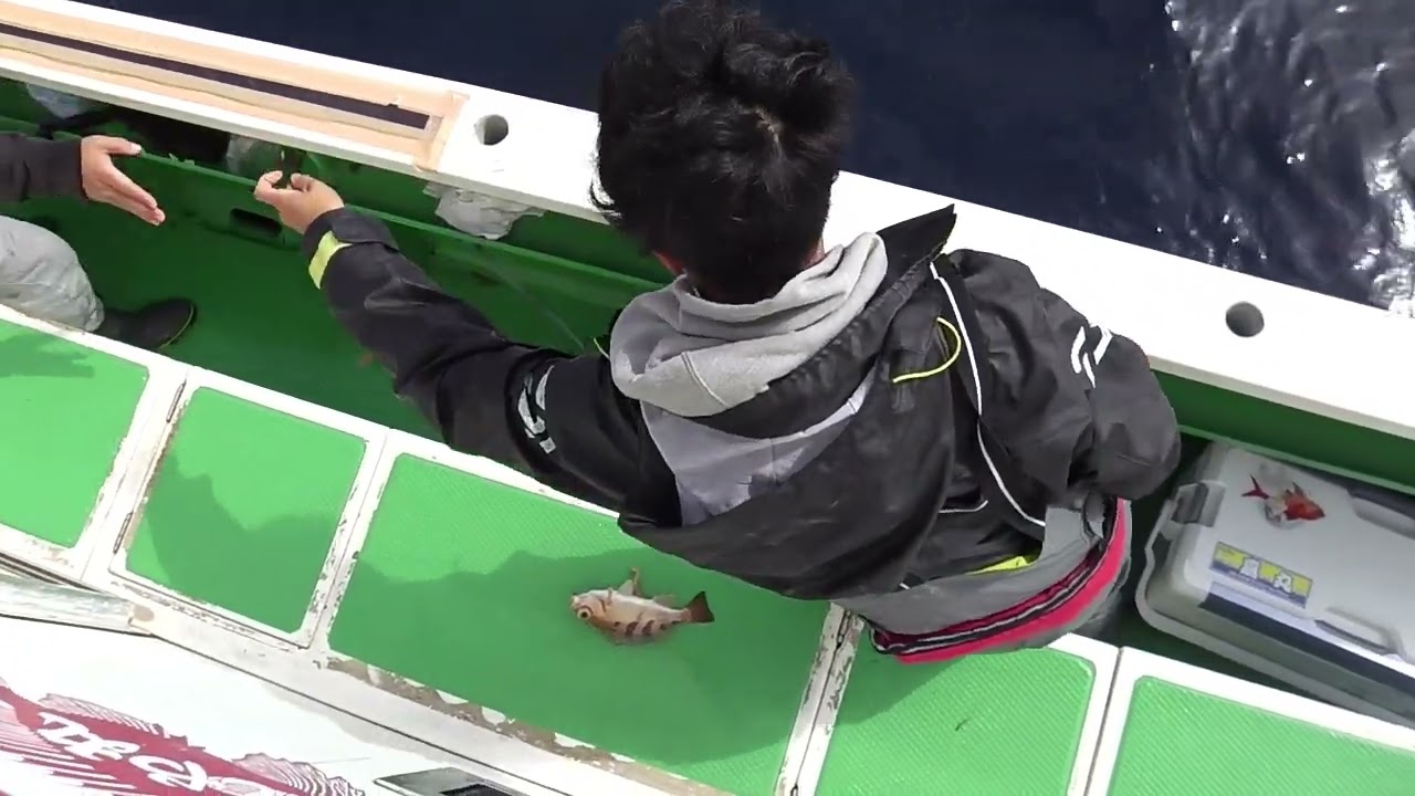 2026.5.4古魚　新潟赤玉 Fishing Trip Video] Offshore rockfish fishing with Shintani Maru