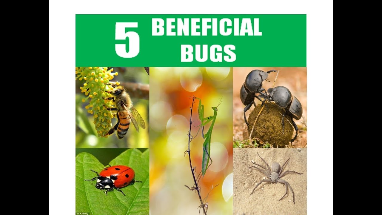 5 Beneficial Insects - YouTube