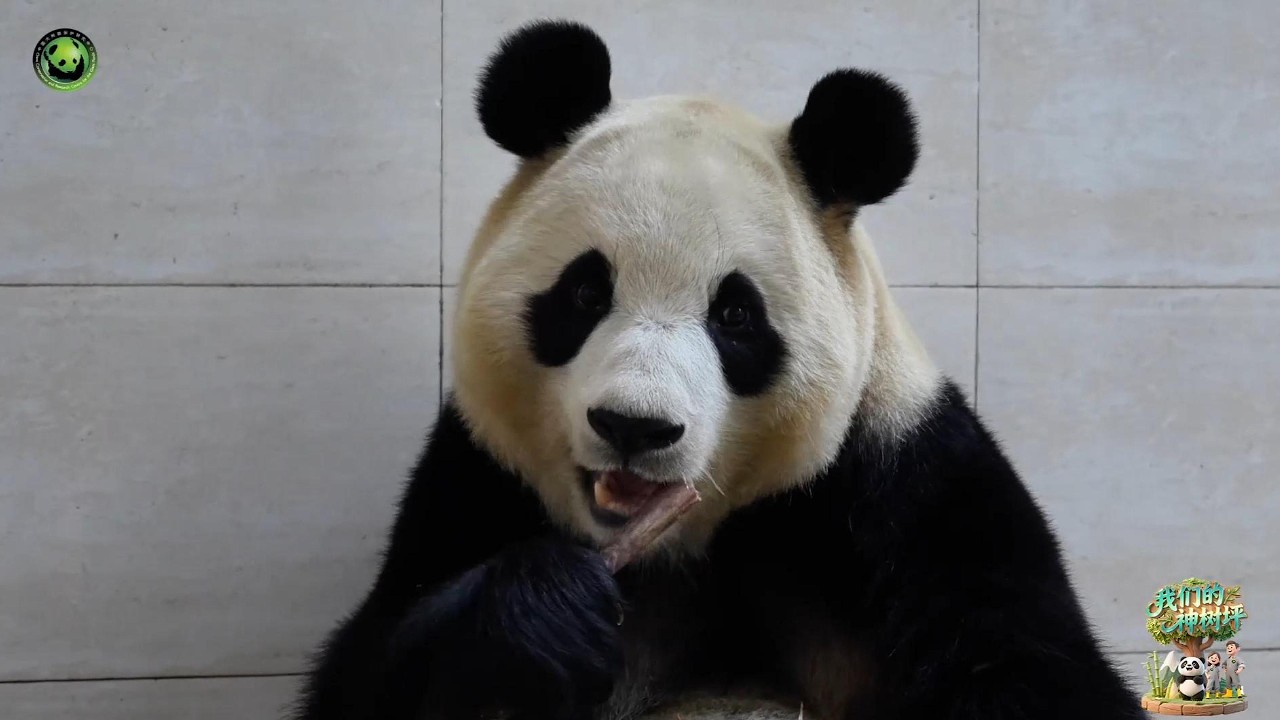 中国网友为什么现在对韩国三星爱宝乐园营造的爷孙情去魅了？