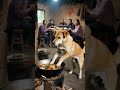 小狗犯大错了怎么办What should I do if the puppy makes a big mistake