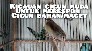 Download Lagu KICAUAN CIGUN MUDA,,, COCOK UNTUK PANCINGAN CIGUN BAHAN/MACET BUNYI!!! MP3 Download Lagu KICAUAN CIGUN MUDA,,, COCOK UNTUK PANCINGAN CIGUN BAHAN/MACET BUNYI!!! MP3