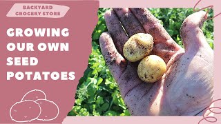 How to Grow Your Own Seed Potatoes!