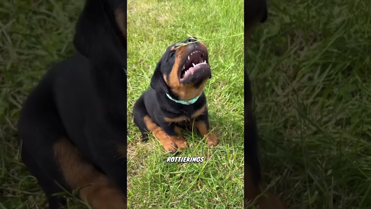 Baby shark 🥹📸 @rottiekings 