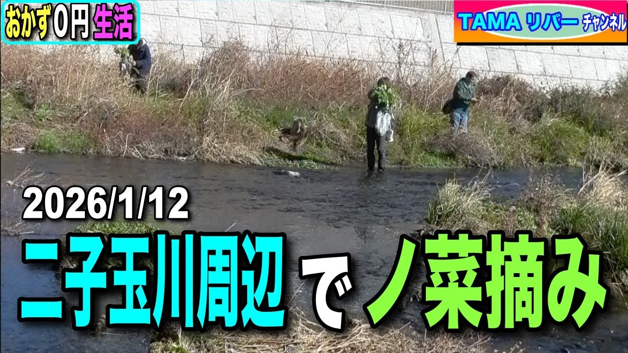 【おかず０円生活】正月・二子玉川周辺でノ菜摘み