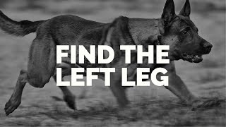 Michael Ellis and his Dog, Pi Demonstrating the Heeling Exercise "Find the Left Leg"