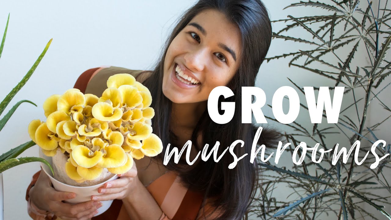HOW TO GROW MUSHROOMS AT HOME IN JUST 2 WEEKS | Golden Oyster Mushroom