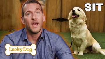 7 Dog Training Commands Every Owner Must Know | Lucky Dog