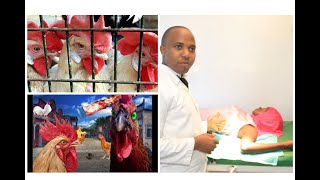 Poisons That Kill Chicken Can Also Kill Humans What To Do When You Find Your Chicken Dead Diazinon