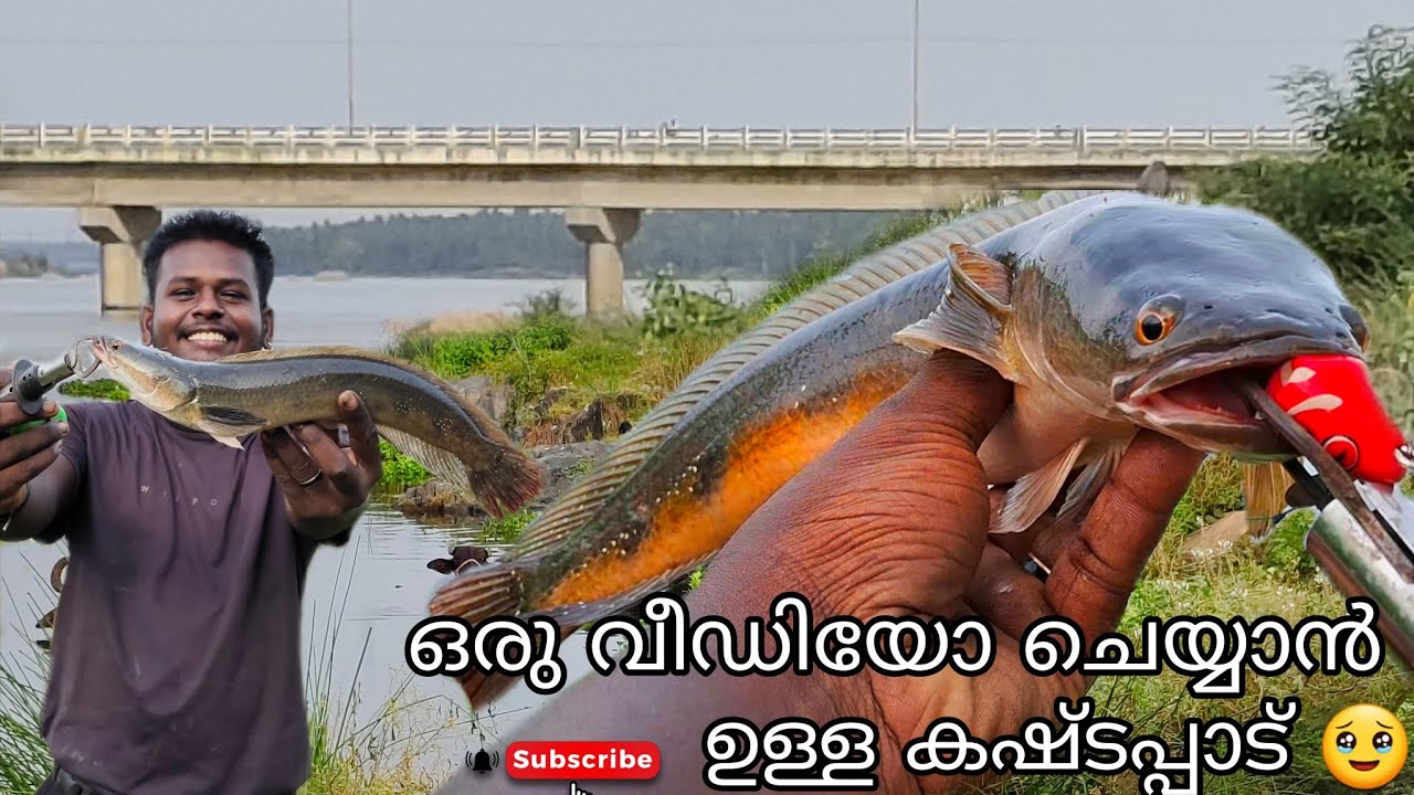 പണിക് മേലെ പണികളും ആയിട്ട് ഒരു മീൻ പിടുത്തം 😱😳🔥 | 𝗦𝗻𝗮𝗸𝗲𝗵𝗲𝗮𝗱 𝗳𝗶𝘀𝗵𝗶𝗻𝗴 | 𝗧𝗮𝗺𝗶𝗹𝗻𝗮𝗱𝘂 𝗘𝗿𝗼𝗱𝗲 |