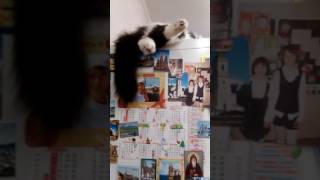 Любимое место кота!👍Кот обожает спать на холодильнике!😻 Любимое место кота!👍Кот обожает спать на холодильнике!😻