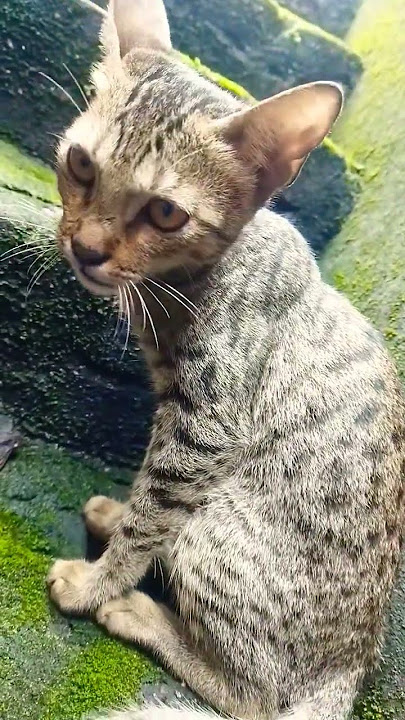 https://youtu.be/of-uBlsiId4?si=Dt_pvzRwwr0C-j3u