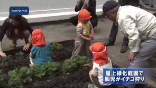 屋上緑化庭園で園児がイチゴ狩り