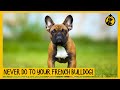 5 Things You Must Never Do to Your French Bulldog