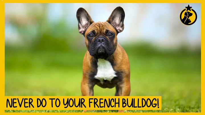 5 Things You Must Never Do to Your French Bulldog - DayDayNews