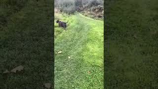 Lola Takes A Nice Walk
