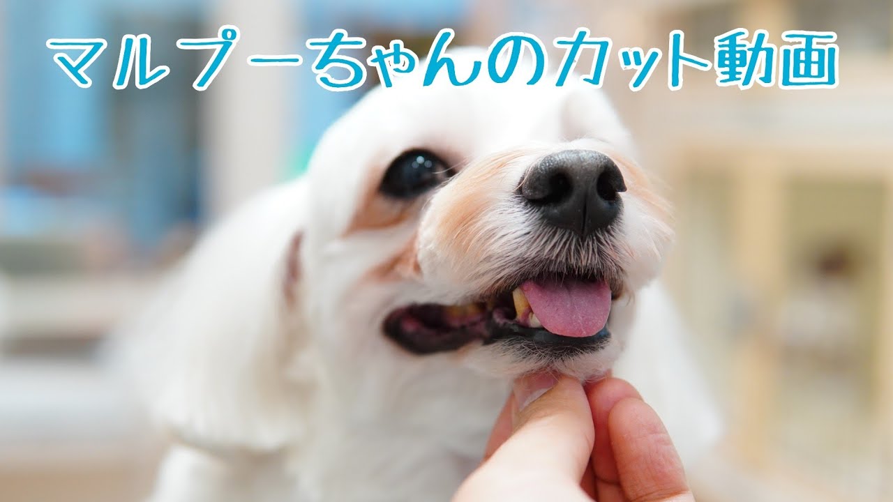 ドッグサロンpapa トリミング動画 ミックス犬 プードル マルチーズ ピーナッツカット 1 Youtube