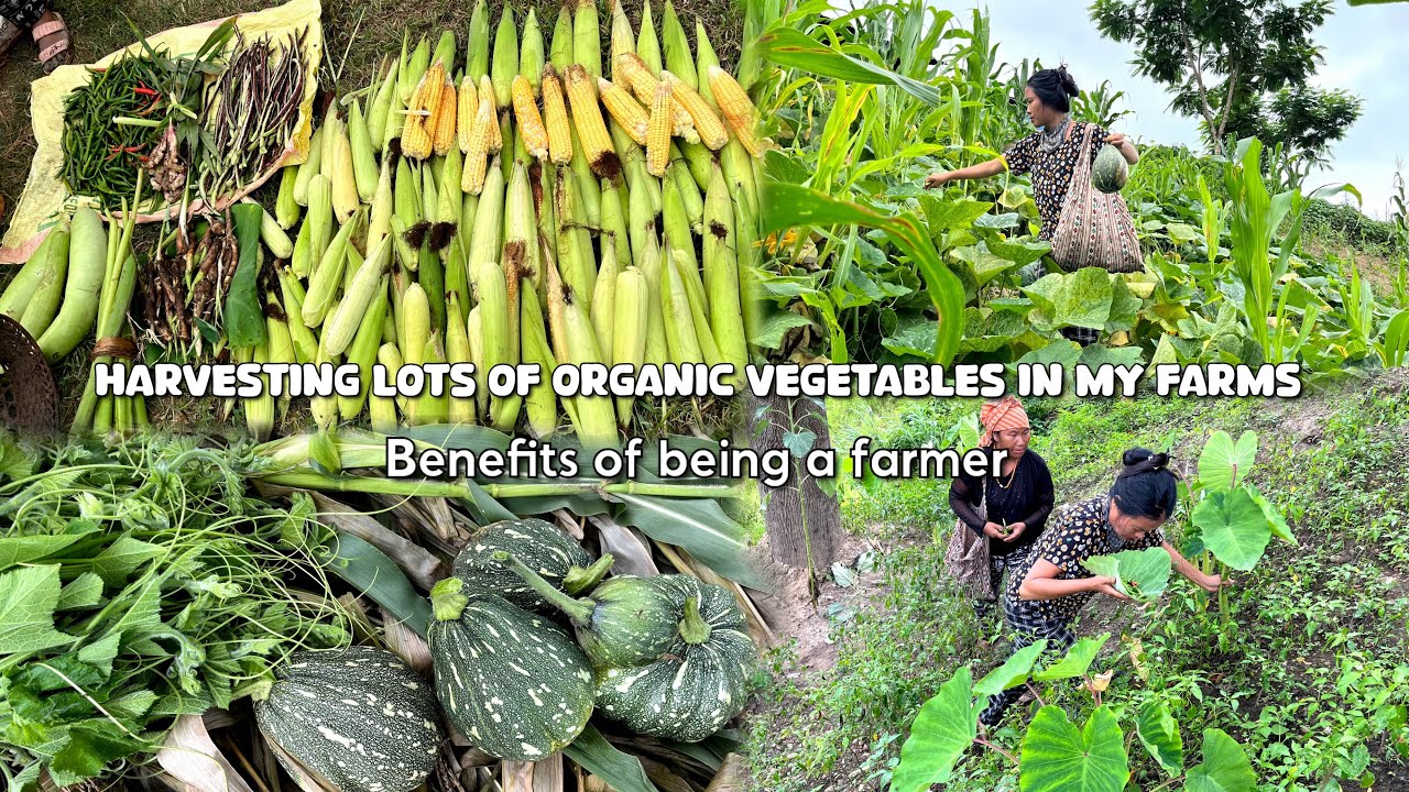 Harvesting maize 🌽and lot’s of organic vegetables in my field 🥒🌶️🥬