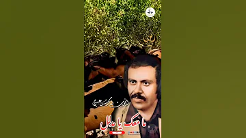 ما معك يا مدلل ايوب طارش 