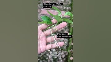 Prunus Cerasoides | Wild Himalayan Cherry | Cherry Sap | #shorts #cherryblossom