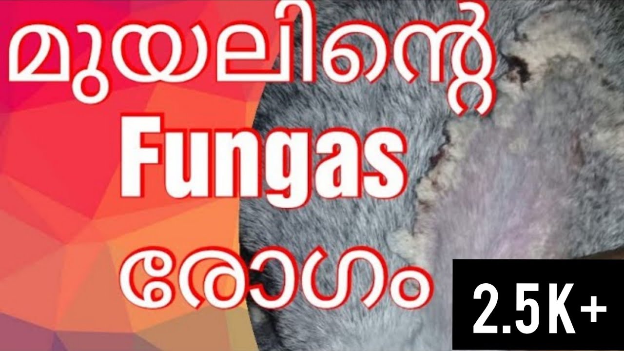 മുയലുകളുടെ ഫങ്കസ് രോഗവും അതിനുള്ള പ്രതിവിധിയും / Medicines for rabbit ...