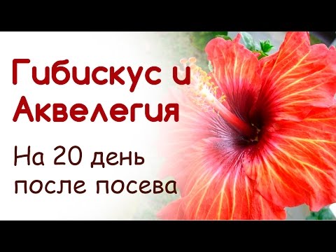 Как снять брови в домашних условиях 257 Как снять брови в домашних условиях 9