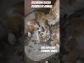 bezubaan kiSeva bejuban ki awaaz puppy baby street dog animal prayagraj