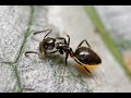 Как избавится от муравьёв в доме быстро и легко!