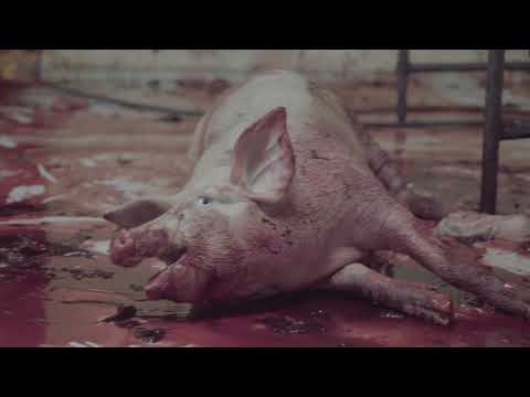 Mexican Slaughterhouses 2017