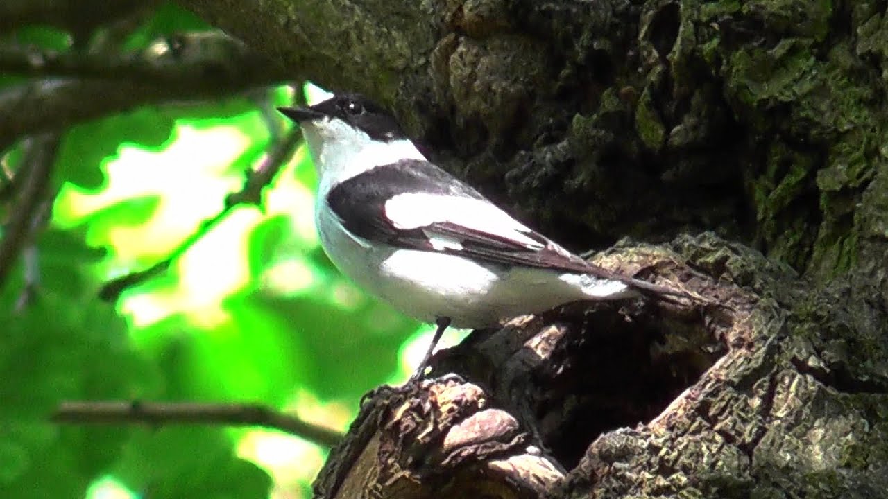Lejsek bělokrký (Ficedula albicollis),Muchárik bielokrký