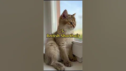 Video 5519421: scottish fold british shorthair, scottish fold munchkin cat, coon cat scottish fold, british shorthair russian blue, maine coon british shorthair, cat breed, cutest cats
