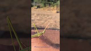 Chinese Long-headed grasshopper / Oriental Longheaded Locust countryside Spain 05/06/2024 wildlife