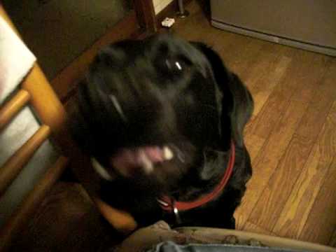 犬の手作り食 ぐり アスパラを食べる Youtube 犬の手作り食 ぐり アスパラを食べる Youtube