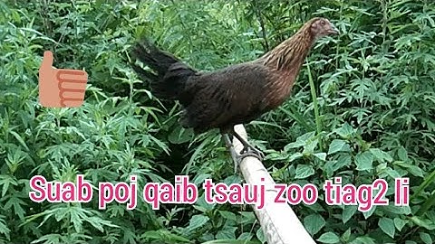 tiếng gà mái rừng kêu cục tác gọi trống, suab poj qaib tsauj zoo tiag2 . suab me nyuam poj tsauj zoo