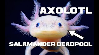 10 Axolotl Facts - Basically Salamander Deadpool - Animal a Day 10 Axolotl Facts - Basically Salamander Deadpool - Animal a Day