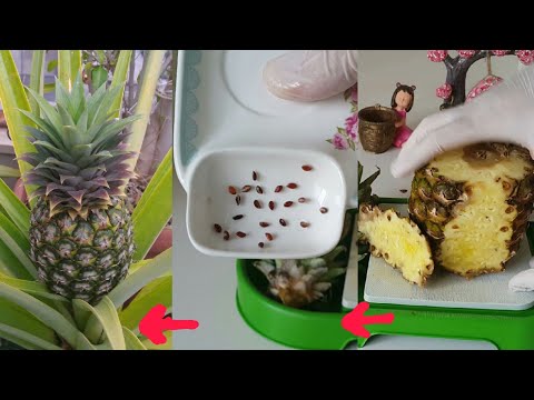 زراعة الاناناس من البذور _ How to grow pineapple from seed