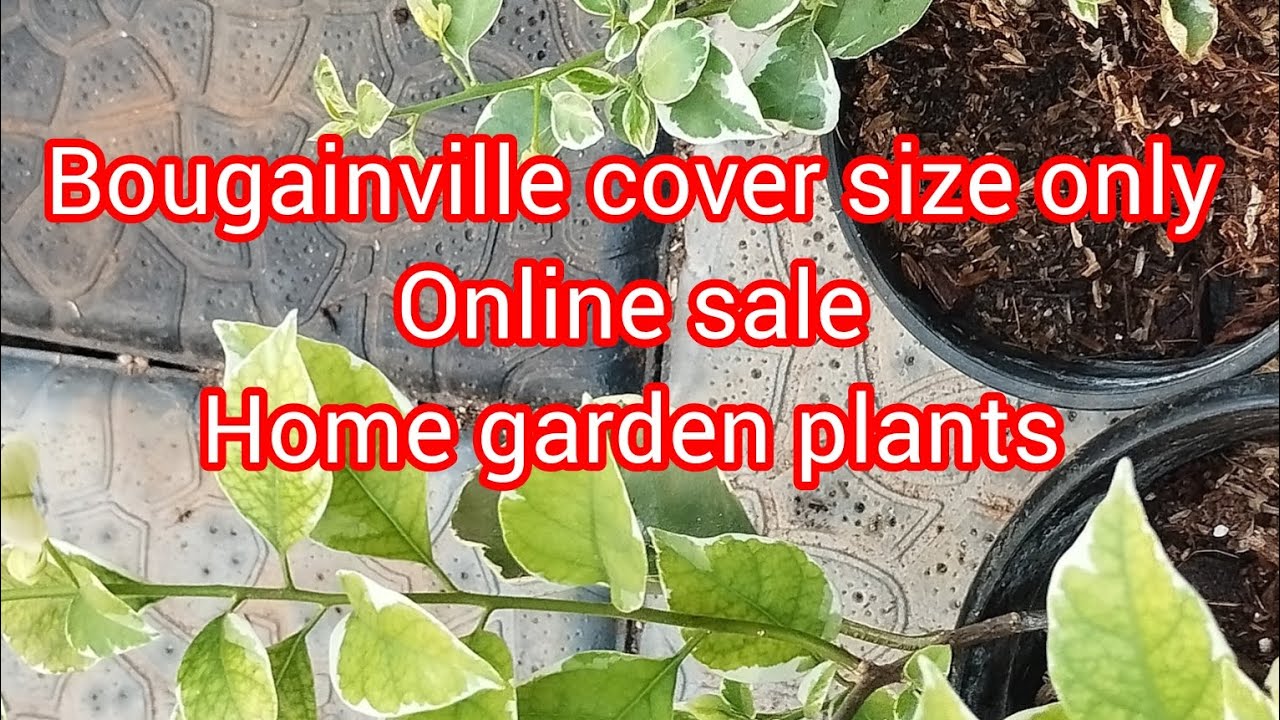 Hybrid Bougainville cover size plants 