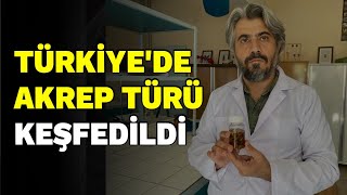 Türkiye'de yeni bir akrep türü keşfedildi