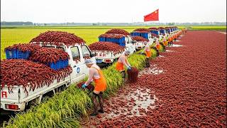 Inside the $40 Billion Crawfish Seafood Business in China | Full Documentary