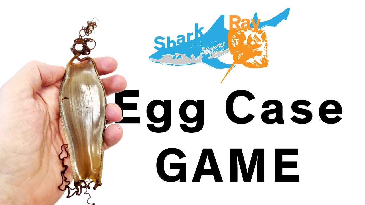 Shark & Ray Egg Case Identification Game.