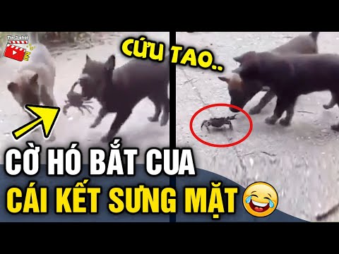 Tin 3 Phút Hài | Tổng hợp tình huống 'HÀI ĐỘNG VẬT' không cười không lấy tiền P44