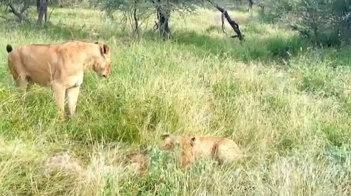 Old Hyena Gives Itself Up to the Lions #wildanimals #wildanimalwatching #animallover