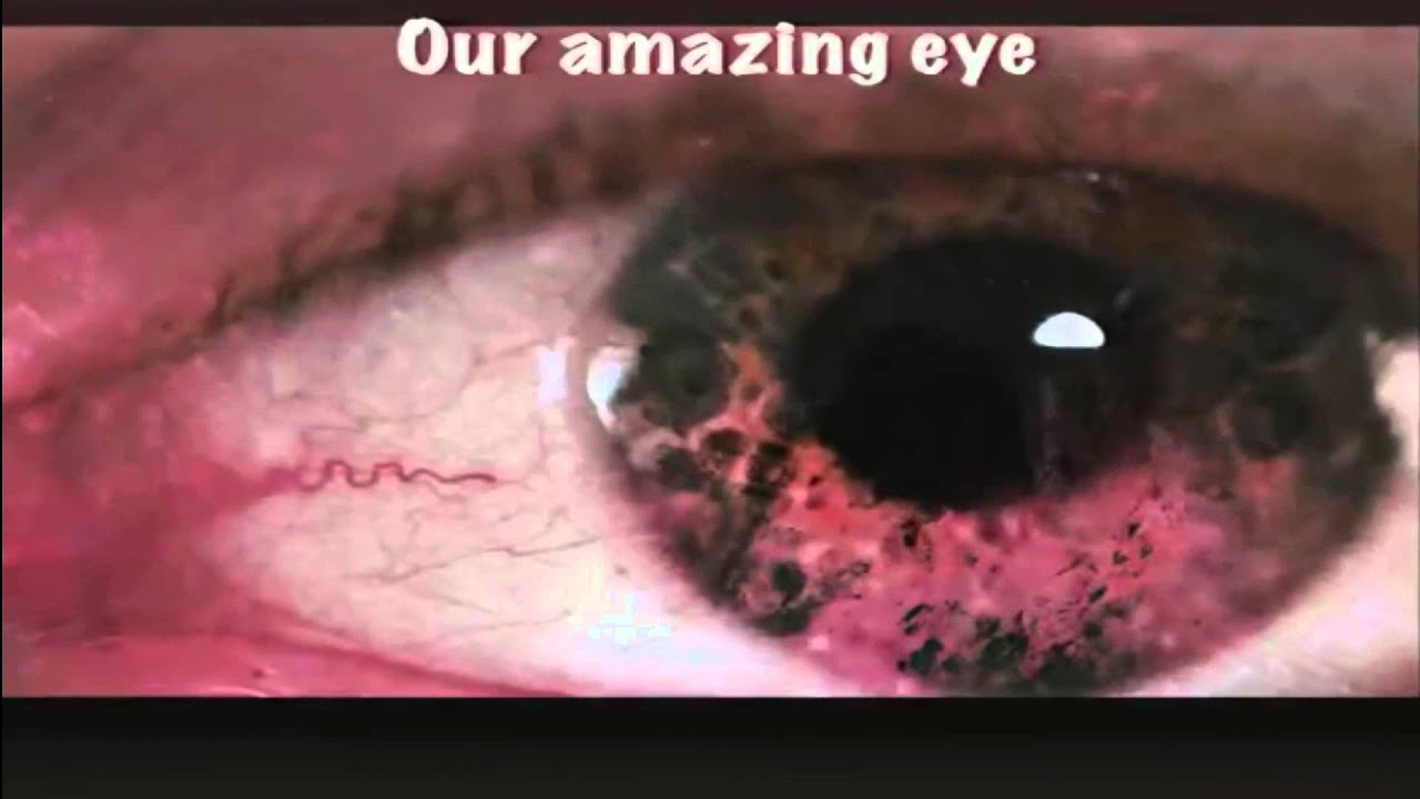 The Creator and his Creation Amazing Facts! YouTube