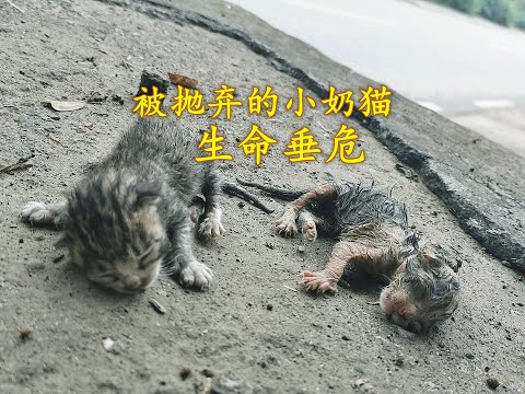 刚出生的小奶猫被抛弃在路边，其中一只已经奄奄一息