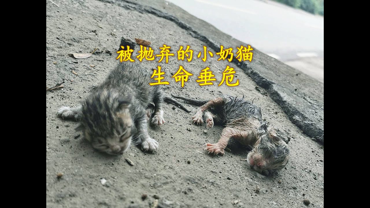 刚出生的小奶猫被抛弃在路边 其中一只已经奄奄一息 Youtube